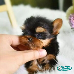 JENNY FEMALE SHIH TZU