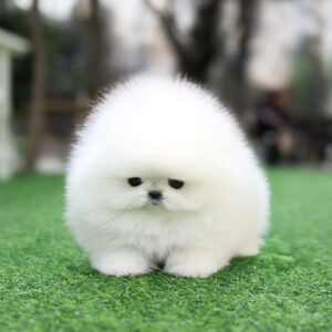 Adorable Pomeranian Puppies for Sale