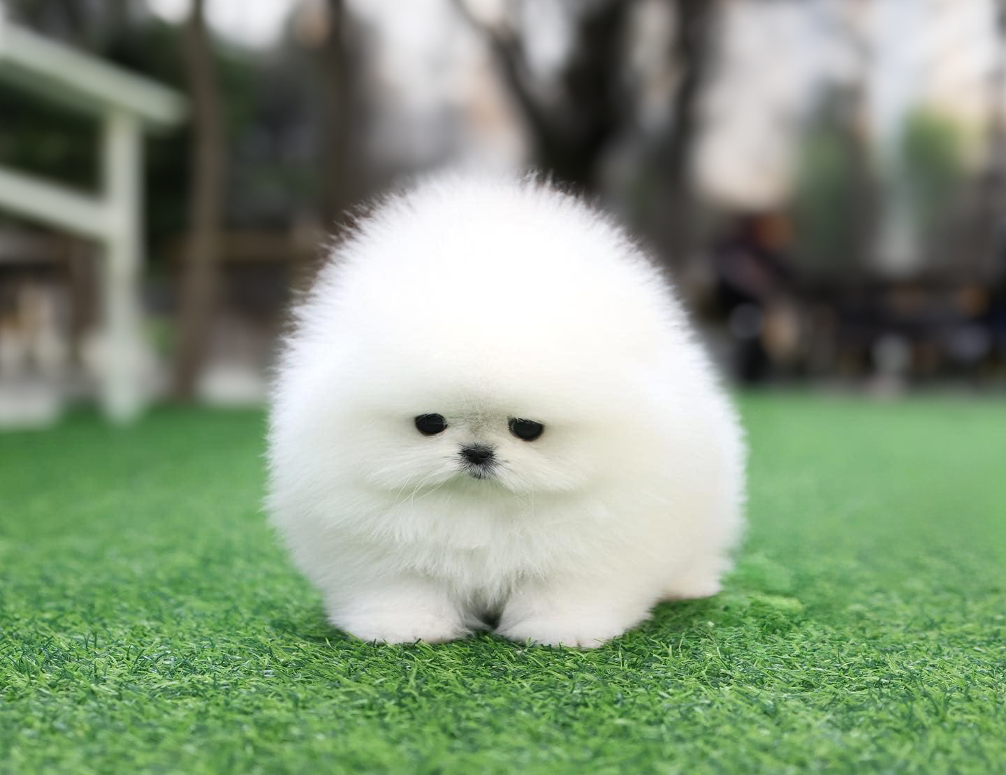 Adorable Pomeranian Puppies for Sale