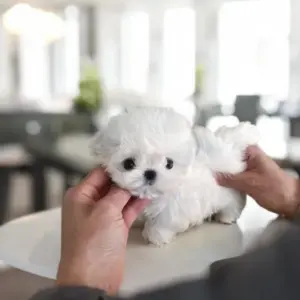 FRIDA FEMALE MALTESE