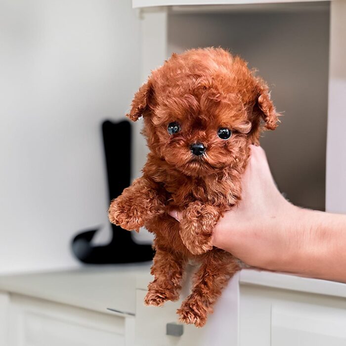 CHIVA FEMALE POODLE - Image 2