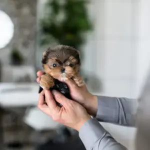 Available Yorkie Teacup Puppies