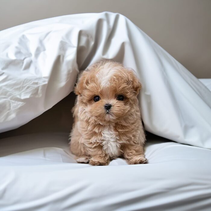 DORA FEMALE MALTIPOO