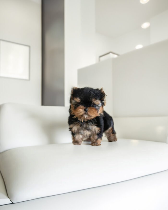 ZOE MALE YORKIE
