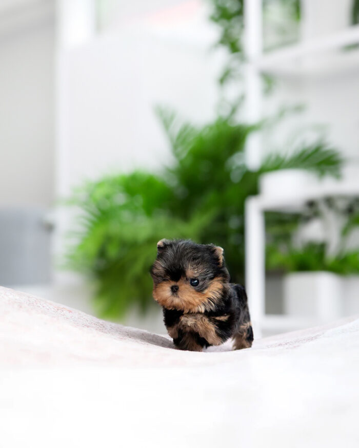 JENNY FEMALE YORKIE - Image 2