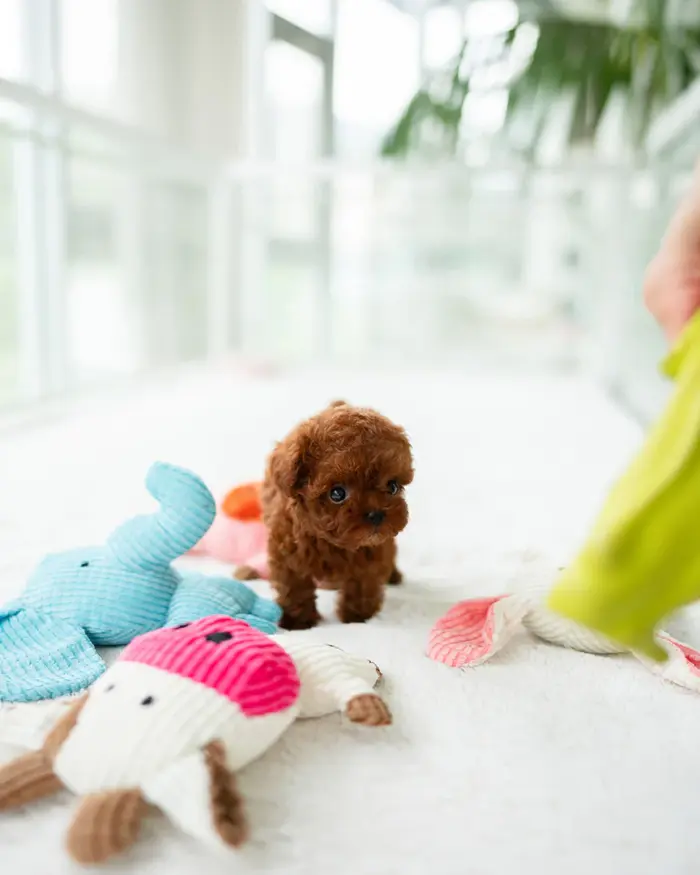 STELLA  FEMALE POODLE - Image 4