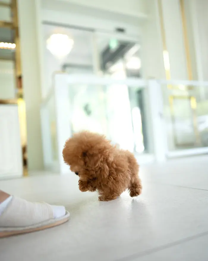 SIMON MALE POODLE - Image 2