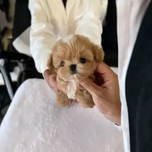 Adopt your adorable Maltipoo puppy today