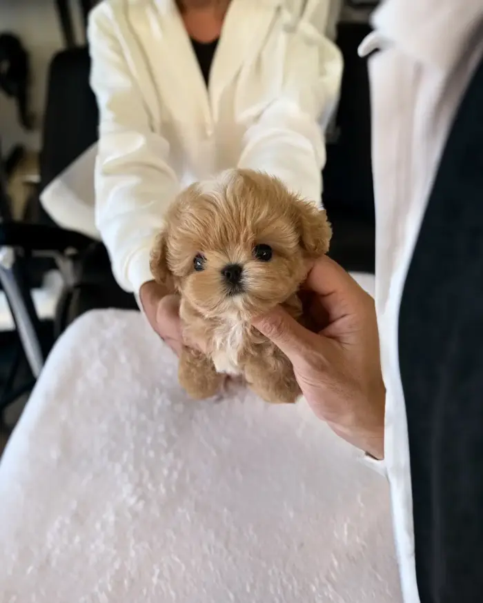 Adopt your adorable Maltipoo puppy today