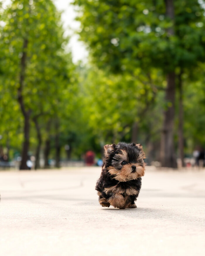 ZOLLY FEMALE YORKIE - Image 2