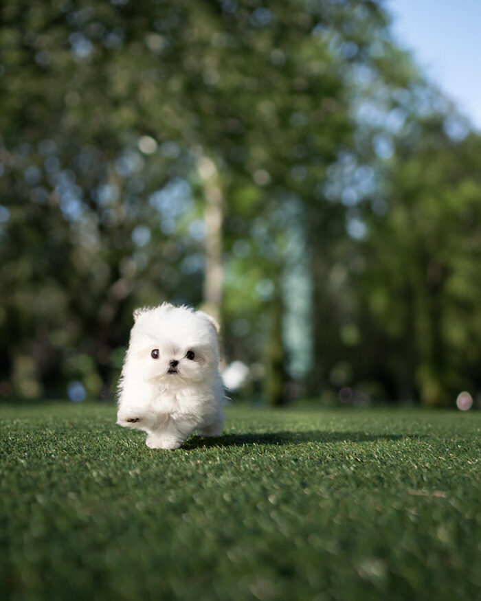 FRIDA FEMALE MALTESE - Image 2