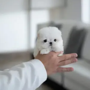 Discover adorable Maltese puppie for sale. Healthy, purebred