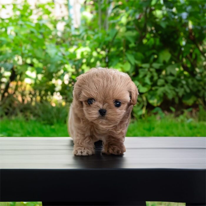 LILI FEMALE MALTIPOO - Image 2