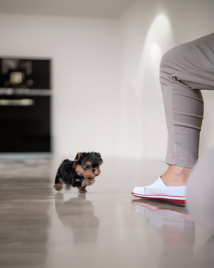 JENNY FEMALE YORKIE - Image 3