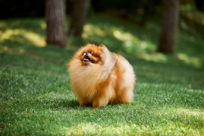HOVA MALE POMERANIAN