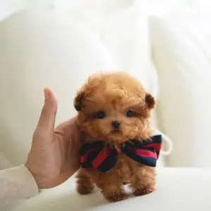 SIMON MALE POODLE