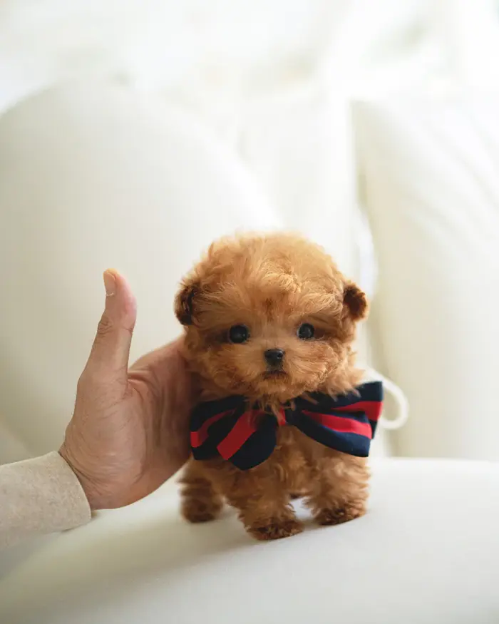 SIMON MALE POODLE