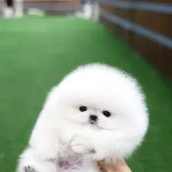 FYNA MALE POMERANIAN - Image 4