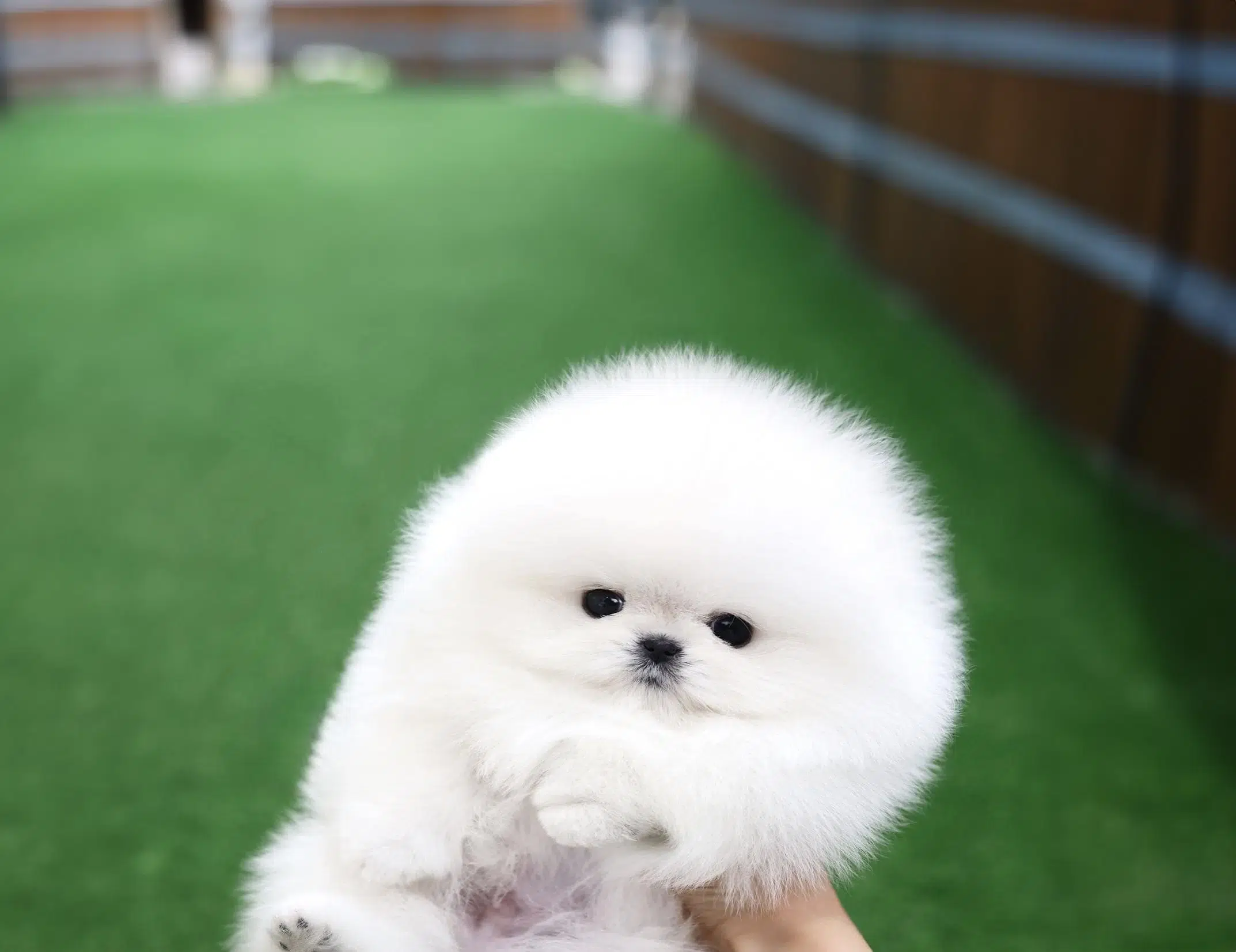 FYNA MALE POMERANIAN - Image 3