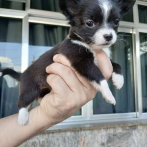 JAMES MALE CHIHUAHUA