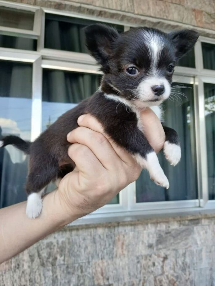 JAMES MALE CHIHUAHUA