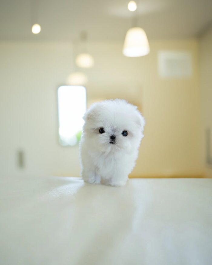 MILO FEMALE MALTESE - Image 4
