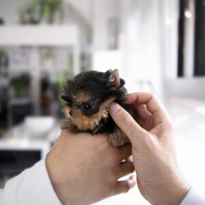 Available Yorkie Teacup Puppies