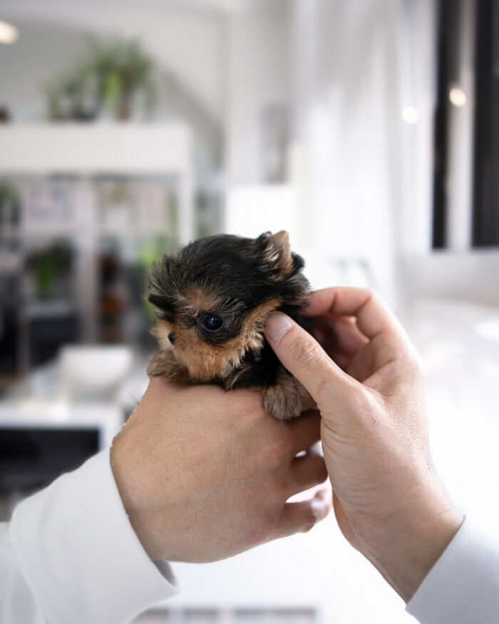 Available Yorkie Teacup Puppies