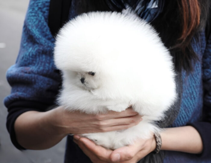 FYNA MALE POMERANIAN - Image 5
