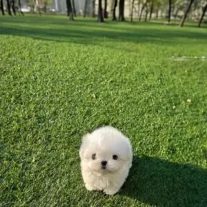 PEARL FEMALE MALTESE