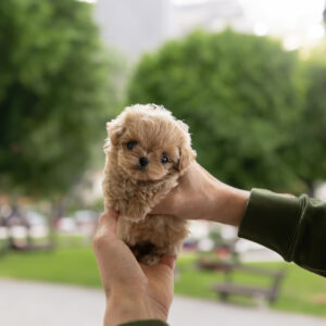 Cute Maltipoo Puppy for Sale