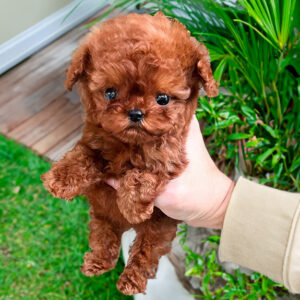 CHIVA FEMALE POODLE