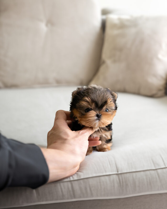 TEDDY MALE YORKIE - Image 3