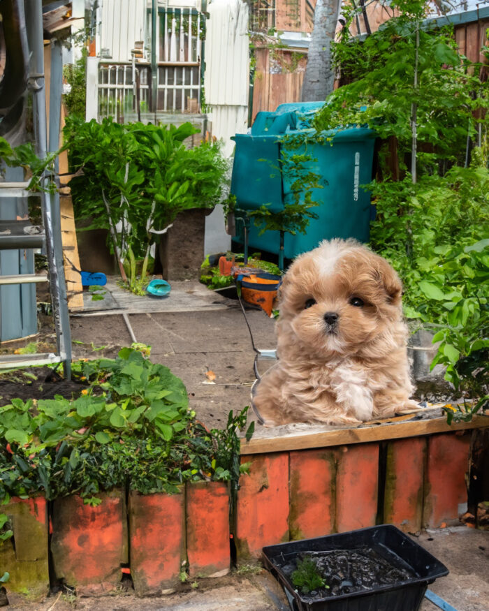 DORA FEMALE MALTIPOO - Image 4