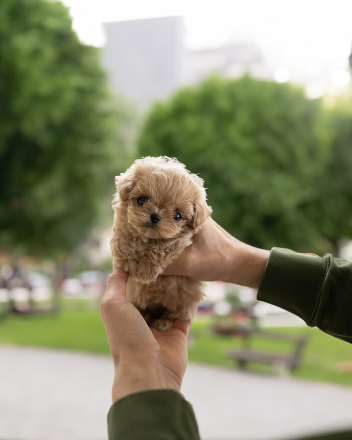 Cute Maltipoo Puppy for Sale