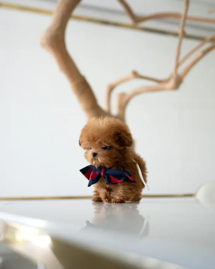 SIMON MALE POODLE - Image 4