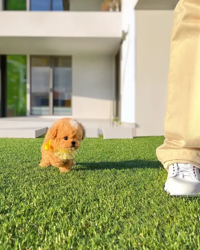 SORA FEMALE MALTIPOO - Image 2