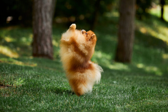 HOVA MALE POMERANIAN - Image 3