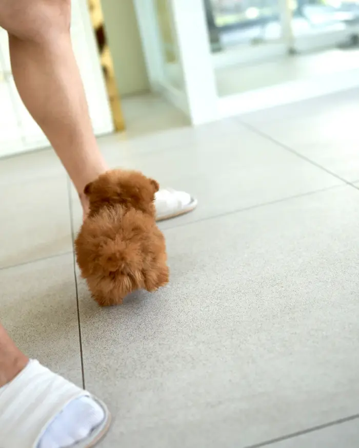 SIMON MALE POODLE - Image 5