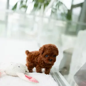 Adopt your adorable Poodle puppy