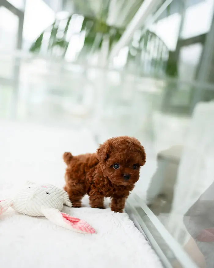 Adopt your adorable Poodle puppy
