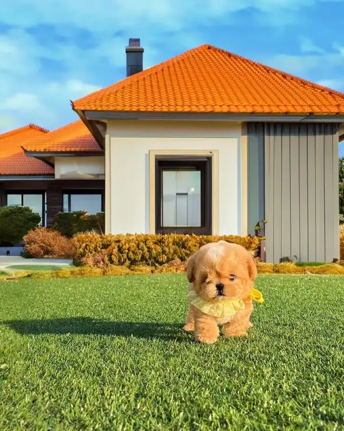 SORA FEMALE MALTIPOO - Image 3