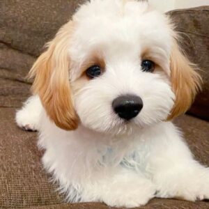 Discover adorable Maltese puppie for sale. Healthy, purebred