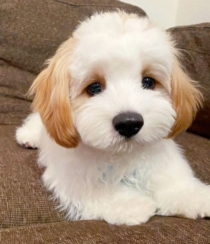 Discover adorable Maltese puppie for sale. Healthy, purebred