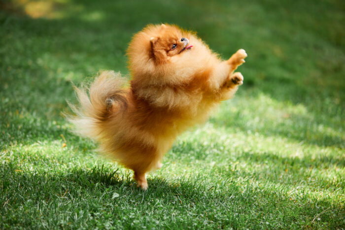 HOVA MALE POMERANIAN - Image 4