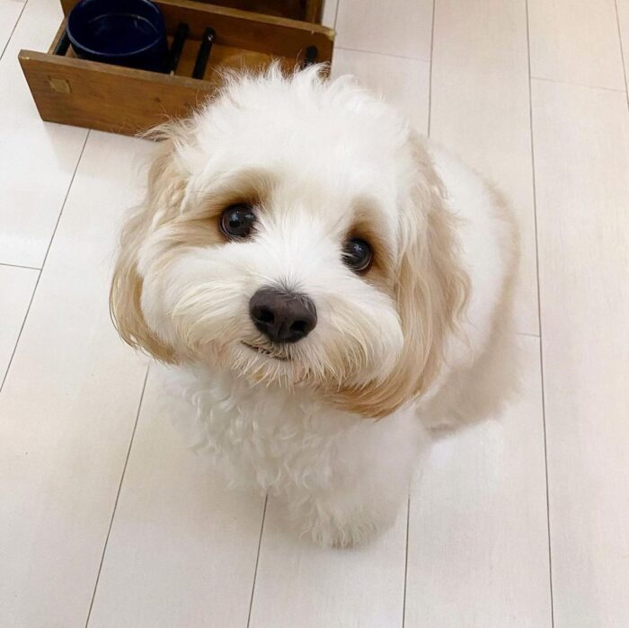 JONES MALE MALTESE - Image 3