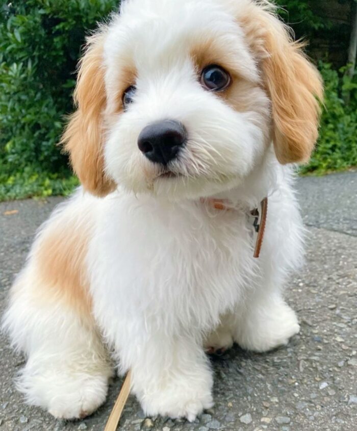 JONES MALE MALTESE - Image 4