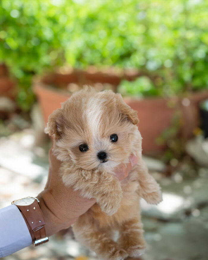 SMITH MALE MALTIPOO - Image 4