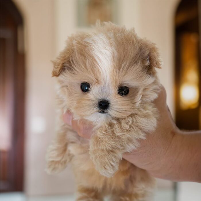 SMITH MALE MALTIPOO