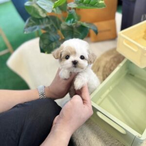 Discover adorable Maltese puppie for sale. Healthy, purebred